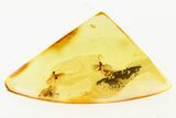 Four Fossil Winged Ants (Formicidae) In Baltic Amber #272146-1